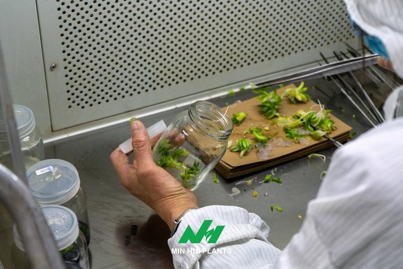 The Most Fragile Stage in Tissue Culture Is Not the Laboratory: Why Acclimatization Determines Commercial Success